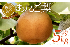 【先行予約】中野農園 梨 ”あたご梨” 5kg箱｜鳥取 岩美 梨 なし ナシ 赤梨 果物 フルーツ【41014】