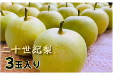 【先行予約】井上農園 梨 ”二十世紀梨” 3玉入り（約1kg）｜鳥取 岩美 梨 なし ナシ 青梨 果物 フルーツ【41031】