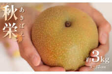 先行予約 秋栄（あきばえ）3kg｜鳥取 果物 くだもの フルーツ なし 梨 和梨 旬 数量限定【41034】