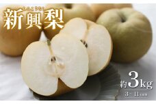 先行予約 新興梨（しんこうなし）3kg｜鳥取 果物 くだもの フルーツ なし 梨 和梨 旬 数量限定【41037】