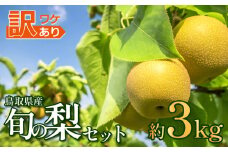 先行予約 訳あり 鳥取県産旬の梨セット 3kg｜鳥取 果物 フルーツ なし 梨 和梨 旬 訳アリ 数量限定 発送は１０月以降【41045】
