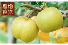 145．【予約受付中】【産地直送】鳥取県の梨「新甘泉」秀品　５kg　８～１４玉