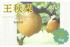 224-W24．【先行予約】農家さん応援　訳あり　王秋梨　4ｋｇ