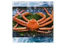 230-WK6．【2025年先行予約】【配送日時指定可】【蒸し】タグ付き松葉ガニ　大　１枚(800～940ｇ前後)