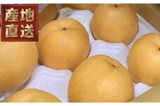 261．【先行予約】【産地直送】新興梨（しんこうなし）　５ｋｇ