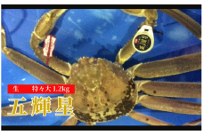 172-2．五輝星（いつきぼし）生松葉ガニ（特々大1.2kg）数量限定品【魚倉】
