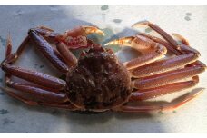 174-2．【魚倉】タグ付き生松葉ガニ（中６５０ｇ）