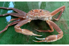184-2．【魚倉】足１本なし生松葉ガニ訳あり（中６５０ｇ）