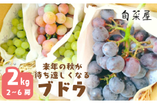 来年の秋が待ち遠しくなるブドウ ２kg（H1-1）