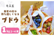 来年の秋が待ち遠しくなるブドウ １kg（H1-3）