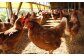 平飼い、天然飼料にこだわる“天美卵”