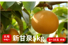 【数量限定】プレミアム新甘泉 5kg 5玉～16玉前後 高間商店 8月中旬から順次発送 【もぎたて 旬 フルーツ 果物 オリジナルブランド 新品種 赤梨 梨 秋 シャキシャキ 新甘泉】＜Y026＞