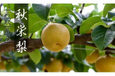 秋栄梨(秀) 3kg