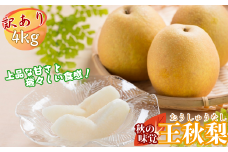 【訳あり】王秋梨 4kg