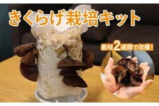 おうちでかんたん！純国産きくらげ栽培キット
