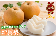 新興梨(赤秀) 5kg