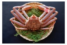【活生】松葉ガニ 1kg タグ付