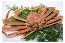 【活生】訳あり松葉ガニ 1kg