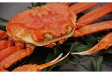 【ボイル】松葉ガニ 500g タグ付