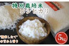 【令和7年産 新米】特別栽培米コシヒカリ5kg【令和7年10月以降発送】