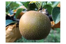 新甘泉(赤秀) 3kg【彩花園】