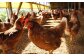 平飼い、天然飼料にこだわる“天美卵”