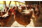 平飼い、天然飼料にこだわる“天美卵”