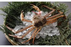 【活物】特撰 松葉がに（タグ付き）400g超 お手頃サイズ　1杯