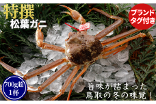 【活物】特撰 松葉がに（タグ付き）500g超 お手頃サイズ　1杯