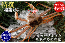 【活物】特撰 松葉がに（タグ付き）500g超 お手頃サイズ　3杯