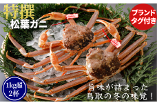【活物】特撰 松葉がに（タグ付き）800g超の大きいサイズ　特大2杯