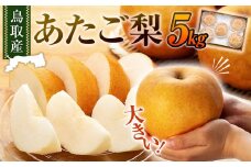 【先行予約】梨 あたご梨 鳥取産 5kg ( 5kg × 1箱 )