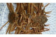 【先行予約】ボイル 親ガニ カニ酢付き （ 5 ～ 6枚 ）