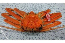 【先行予約】カニ 松葉ガニ ボイル カニ酢付き （ 1枚 ）｜国産 ズワイガニ 松葉ガニ カニ 蟹 かに ボイル カニ鍋 かに鍋 鍋 かにしゃぶ かにみそ 期間限定 送料無料 鳥取県 三朝町