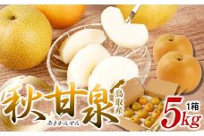 【先行予約】梨 秋甘泉 鳥取産 5kg× 1箱