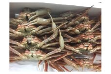 【先行予約】【魚倉】松葉がに 生 おまかせセット ３kg訳あり｜国産 ズワイガニ 松葉ガニ カニ 蟹 かに 生 カニ鍋 かに鍋 鍋 かにしゃぶ かにみそ 期間限定 送料無料 鳥取県 三朝町