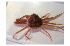 【先行予約】【魚倉】活お任せセコガニ1kgセット