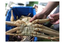 【先行予約】【魚倉】足１本なし生松葉ガニ(並500ｇ)訳あり