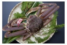 【先行予約】【魚倉】タグ付き生松葉ガニ(大800ｇ)