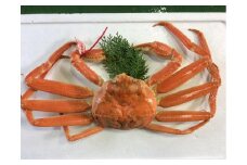 【先行予約】【魚倉】タグ付きボイル松葉ガニ(並５００ｇ)