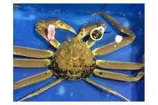 【先行予約】【魚倉】五輝星生松葉ガニ(特々大1.2kg)数量限定品