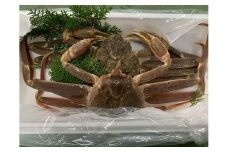 【先行予約】【魚倉】訳あり生松葉ガニ２枚セット