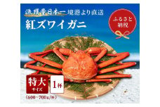 【先行予約 10月～11月発送】【蟹セレブ】ズワイガニ（紅ズワイガニ）特大1杯（600～700g×1）