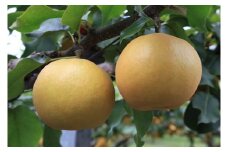 【先行予約】数量限定 鳥取県産梨 新興（しんこう） 5kg（10～12玉）