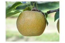 【先行予約】数量限定 鳥取県産梨 秋甘泉（あきかんせん） 5kg（8～12玉）