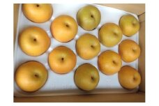 訳あり 鳥取県産 新甘泉 梨 5kg (10玉～15玉)