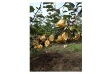 訳あり 鳥取県産 王秋 梨 5kg (8玉～16玉)