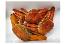 315K.■河本魚店■松葉ガニ〔ボイル〕◆B級品◆