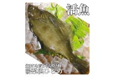 351K.湯梨浜ひらめ