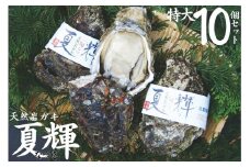 47K.◇夏輝ブランド◇天然岩ガキ〔特大〕10個セット